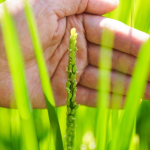 一碗好飯里的種業振興——來自2022中國種子大會的觀察