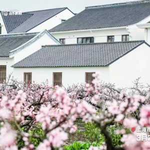逃離城市.相約世外桃源——信樂(lè)團(tuán)成團(tuán)20周年全國(guó)巡回演唱會(huì)上海奉賢·青春吳房站鄉(xiāng)村振興系列·新聞發(fā)布會(huì)圓滿舉行